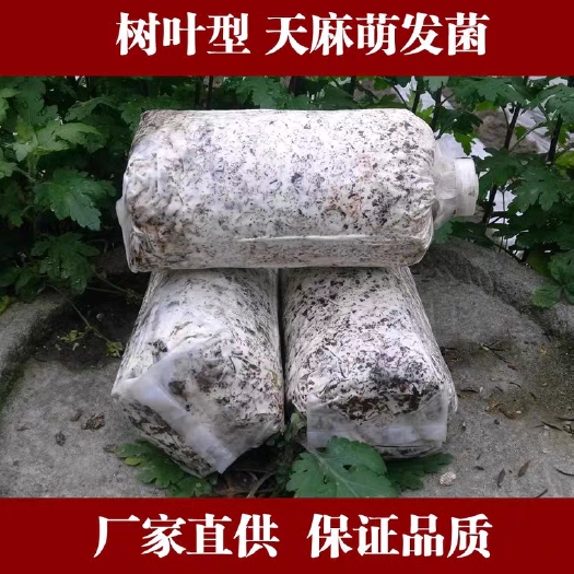 宜昌天麻蜜环菌种 天麻萌发菌种蜜环菌