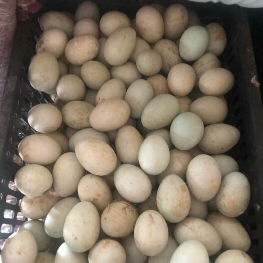 盘锦麻鸭蛋 食用 散装