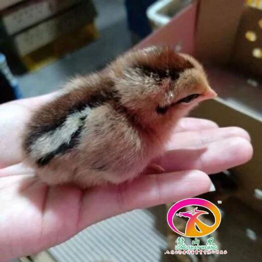 广州快大青脚麻鸡苗