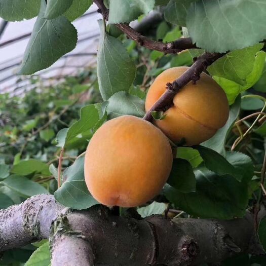 大荔县 陕西大黄杏