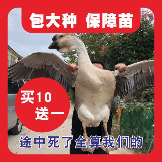 沭阳县 大种鹅苗 包运输死亡 鹅苗活体  小鹅仔活 网红宠物