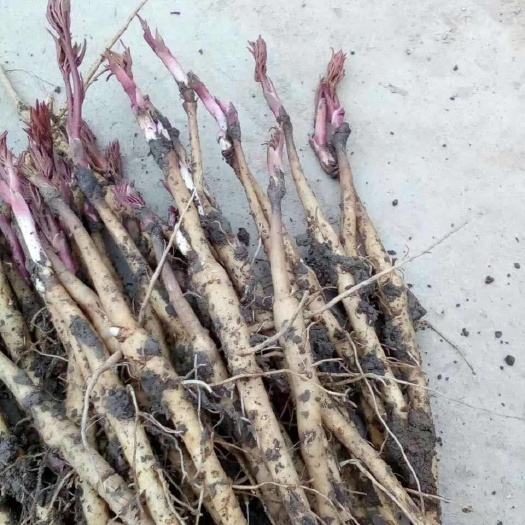 亳州牡丹苗凤丹牡丹苗基地供应量大优惠免费技术指导