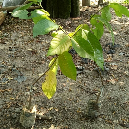 普宁市释迦果苗*凤梨释迦果苗专业种植技术
