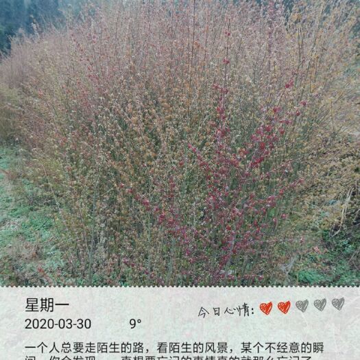 鹤峰县金叶假连翘 彩叶连香