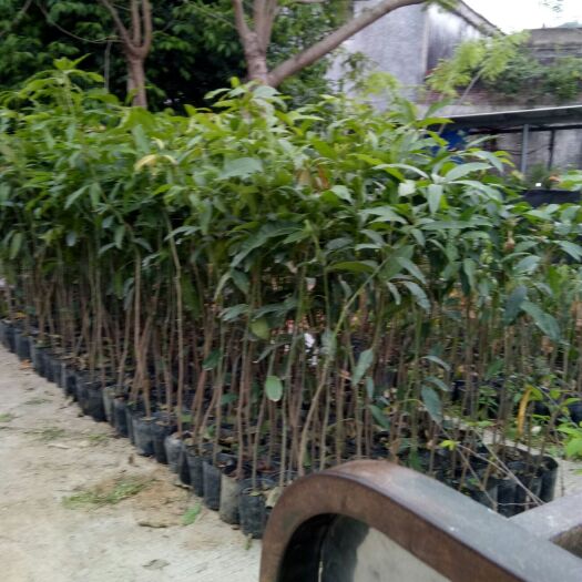 普宁市芒果直生苗（实生苗） 芒果直生苗