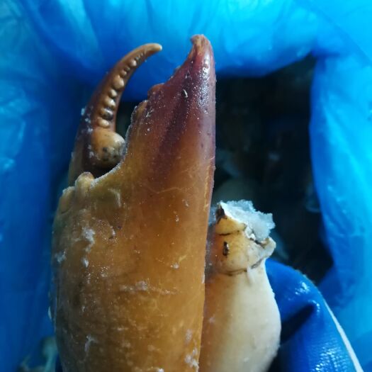 南宁蟹钳  蟹脚（钳）越南螃蟹腿