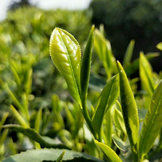 峨眉山市竹叶青茶 高山茶叶