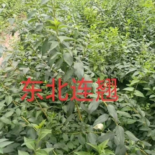 定州市 东北连翘