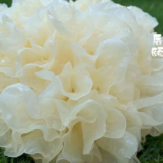 古田县 古田鲜银耳6朵装