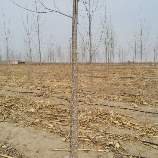 新乐市 5公分107速生杨