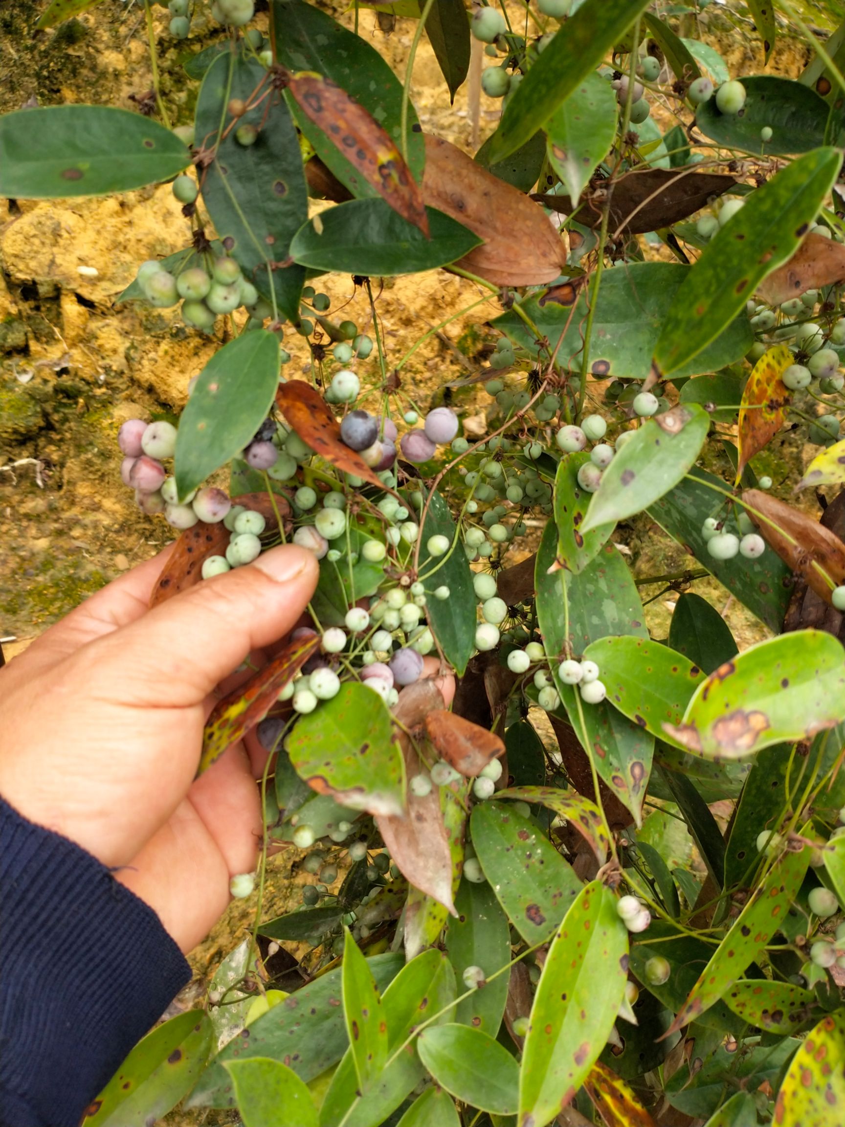 大量供应土茯苓种子