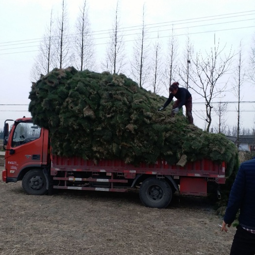 绵竹市 大量出售草坪，2号，百慕大，混播草，欢迎老总们来采购