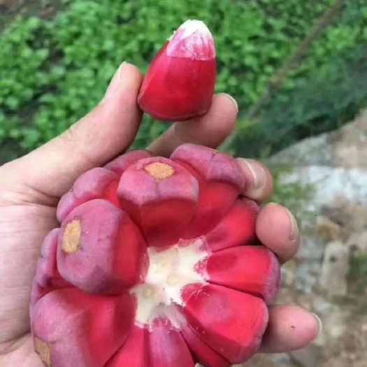 灵山县 粉红黑老虎苗，爬藤植物，30~40公分高，24小时内发货