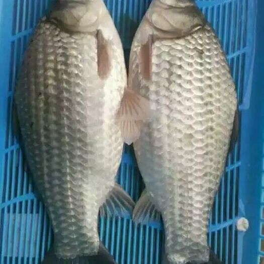 肇庆鲫鱼苗   供应优质中科5号鲫鱼鱼苗