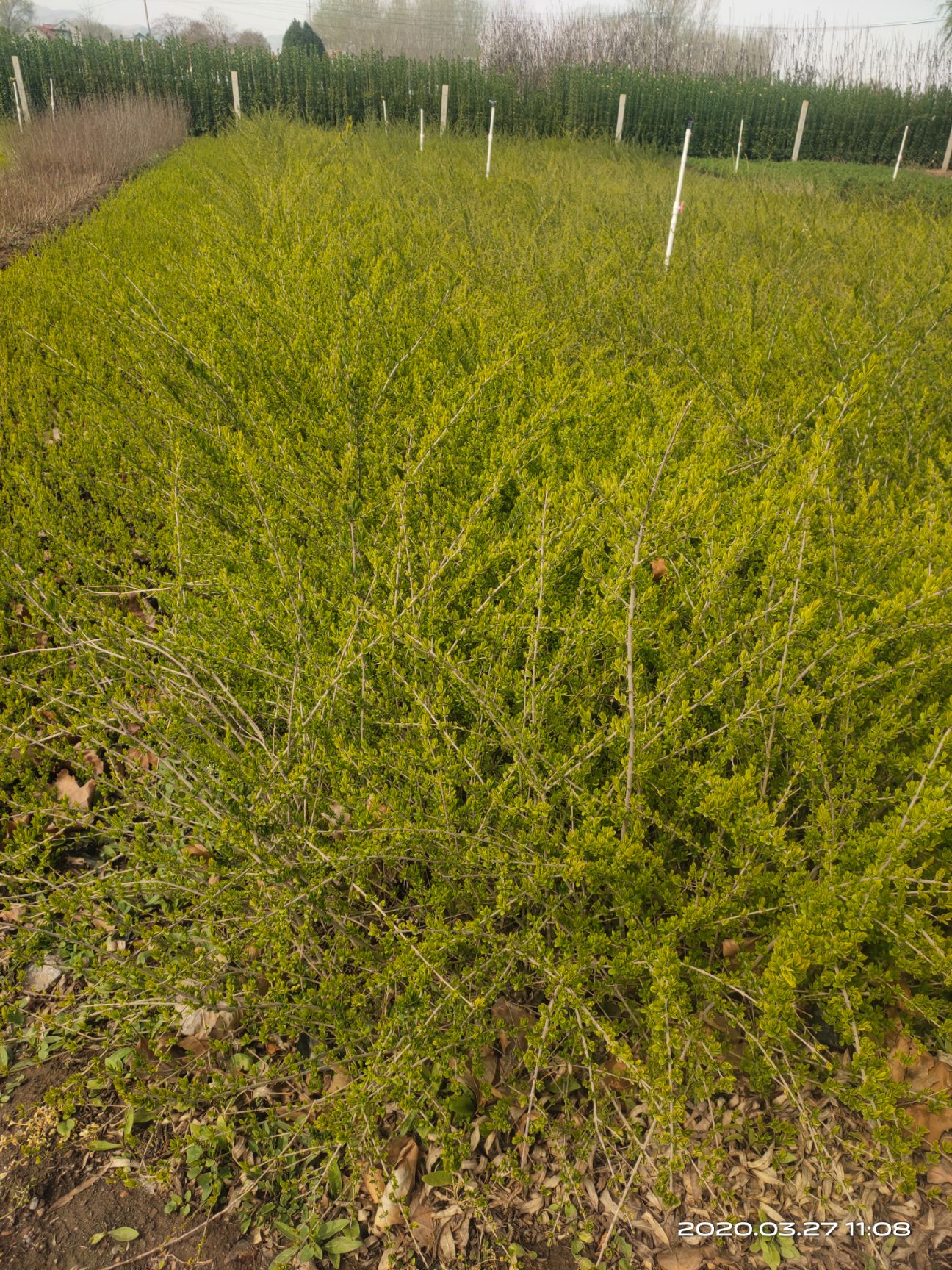 青州市金叶水蜡 金叶水腊营养钵苗  量大质优 无中间商自家苗圃