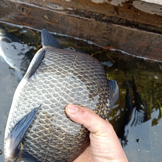  网箱乌鳊鱼