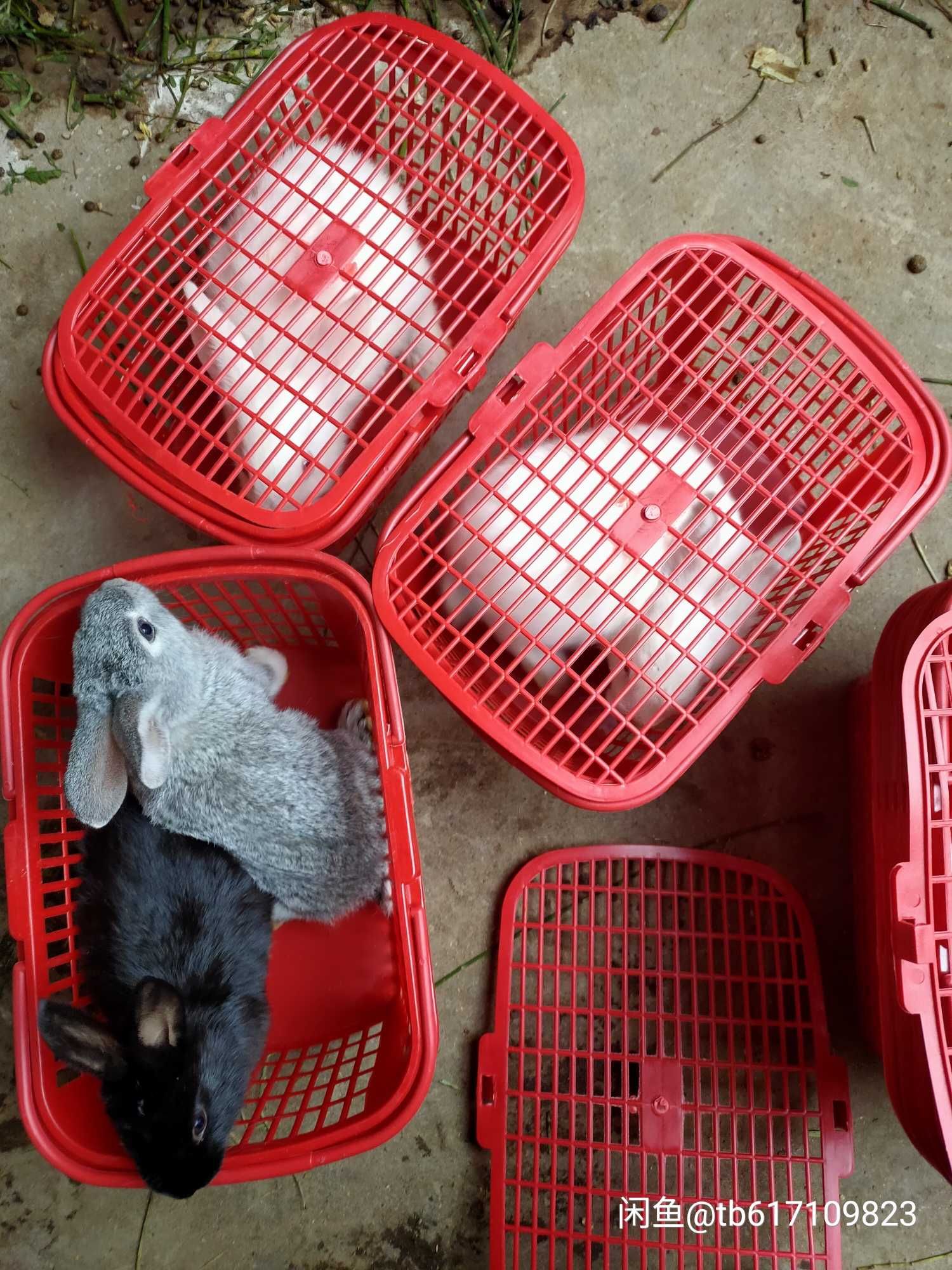 肉兔 5斤以上