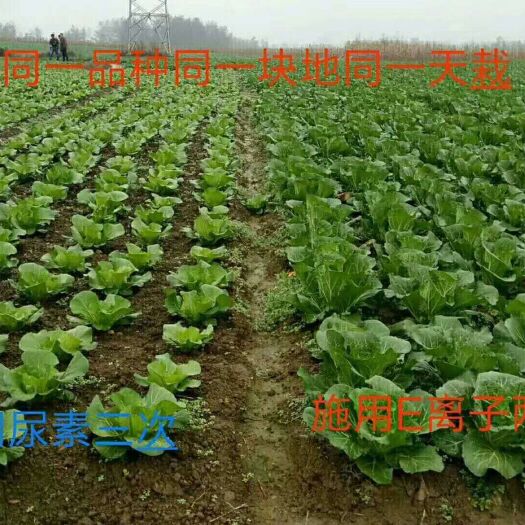 利川市间接肥料 降低化肥投资，增加产量，提升品质，增加收入