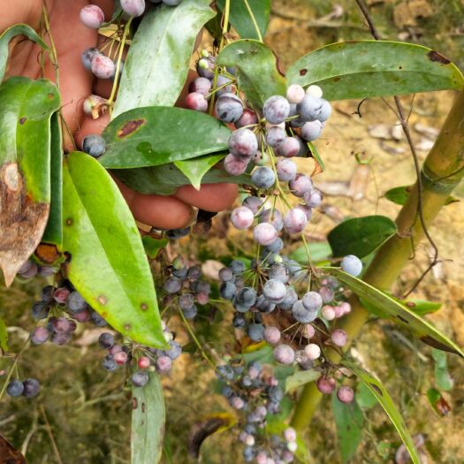 灵山县 大量供应土茯苓种子
