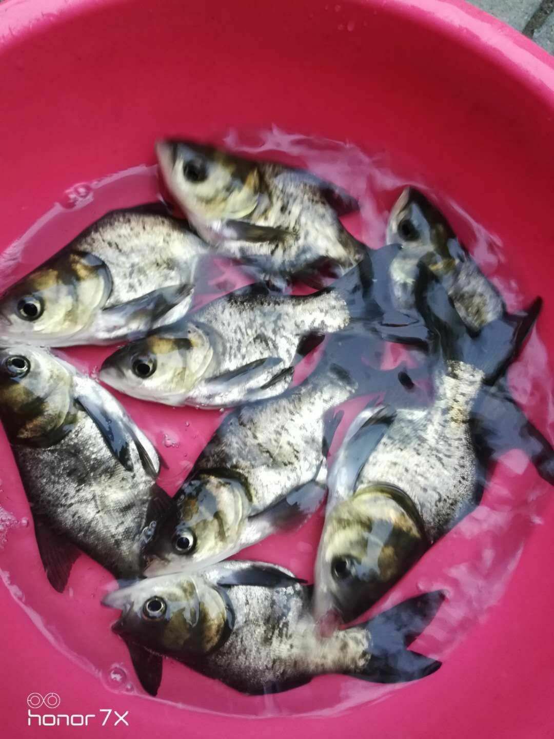 大頭魚魚苗  花鰱魚苗