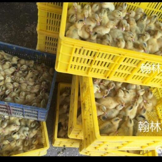 南宁杂交鸭苗
