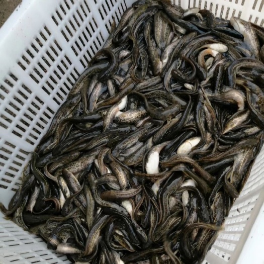 南宁大口鲶鱼苗 大口鲶10一12公分
