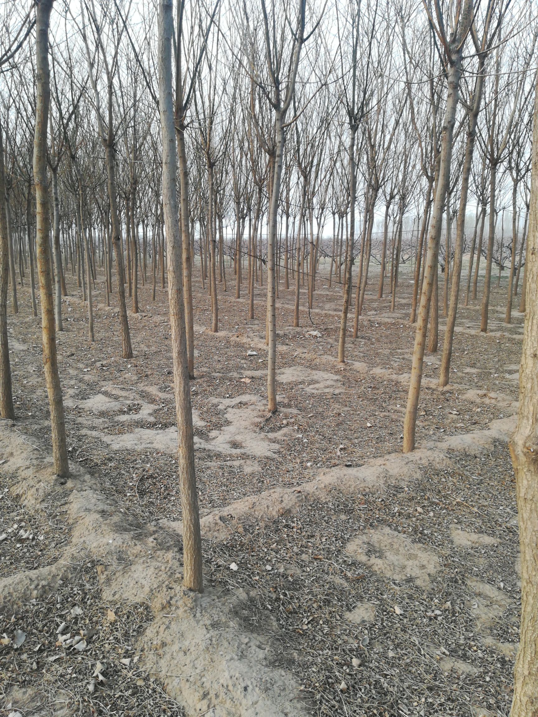 不包邮，速生国槐，5-10个粗