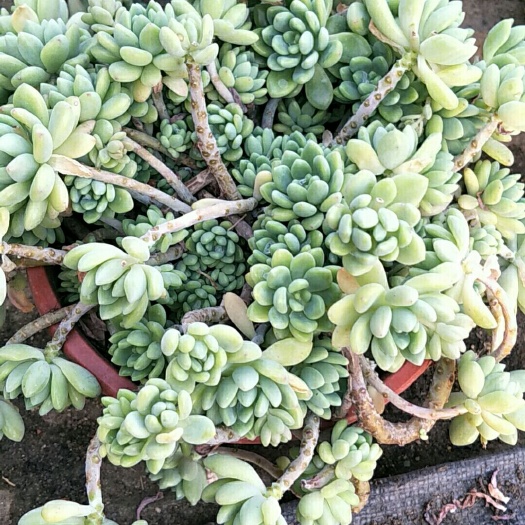 黑山县 优惠清棚处理自养多肉植物
