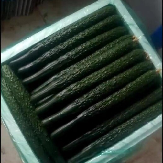 凌源市刺黄瓜  黄瓜
