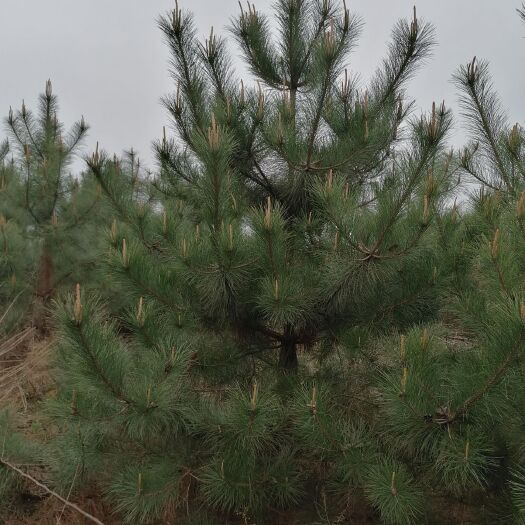 清水县旱地油松 油松二米左右，工程苗占地苗造林苗
