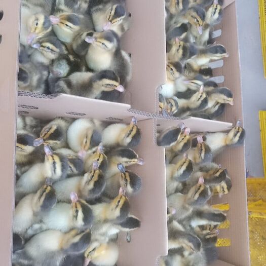 南宁肉鸭苗  麻鸭苗 大种麻鸭苗  包打疫苗
