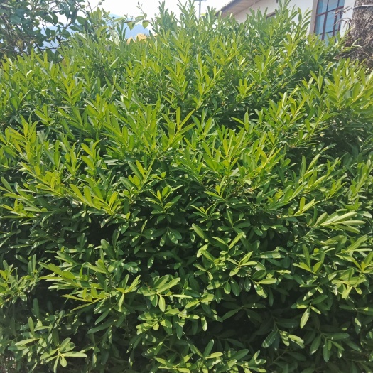 景东县 小叶万年青，树冠直径1-7米。两棵||
