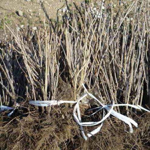 新宾县 大量出售一年生五味子苗质量优异