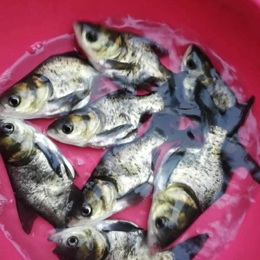 佛山雄鱼苗  花鲢鱼苗