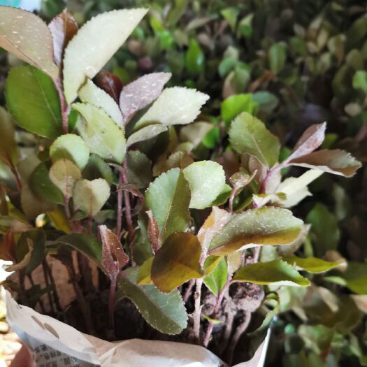 荔浦市油茶苗 小籽软枝油茶小苗