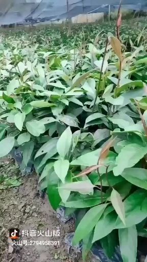 通道县 大量出售黑老虎苗,有需要种植的客户抓紧时间下单订购了