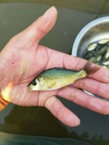 重庆市 鲤鱼苗