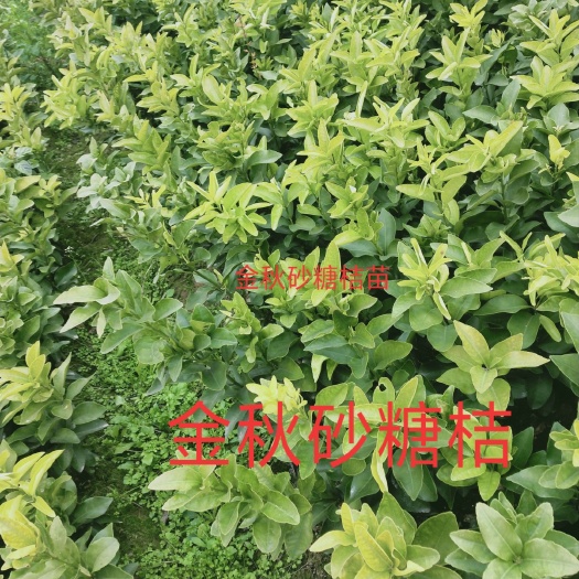 松滋市脐橙树苗  金秋砂糖橘