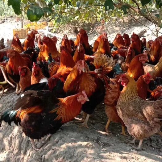 佛山 乡下土鸡