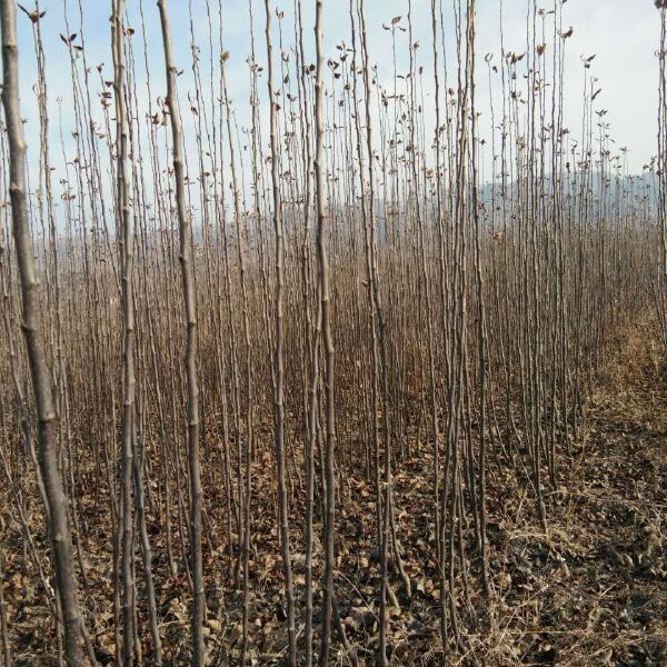 红富士苹果苗  嫁接苹果苗，精品优质苹果苗，