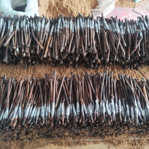 德惠市 吉林出售巨峰葡萄苗，批发密汁葡萄苗