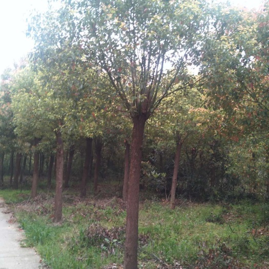 沙洋县 反生冠香樟