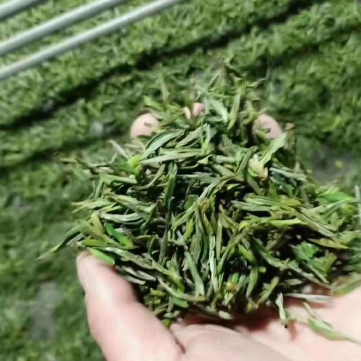 桐城市 安徽文都桐城小花茶，明前茶