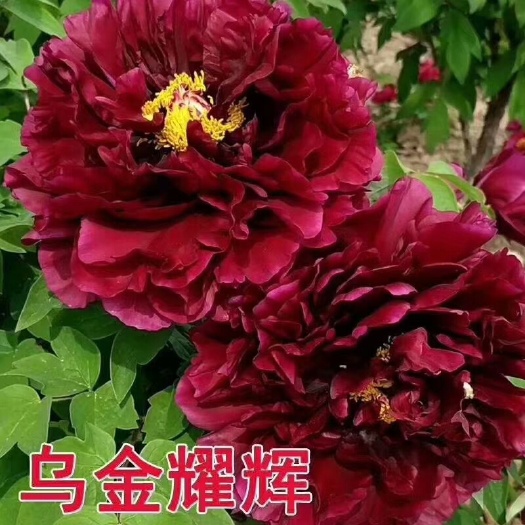 菏泽观赏牡丹 0.5~1米 2~4cm 6~8cm