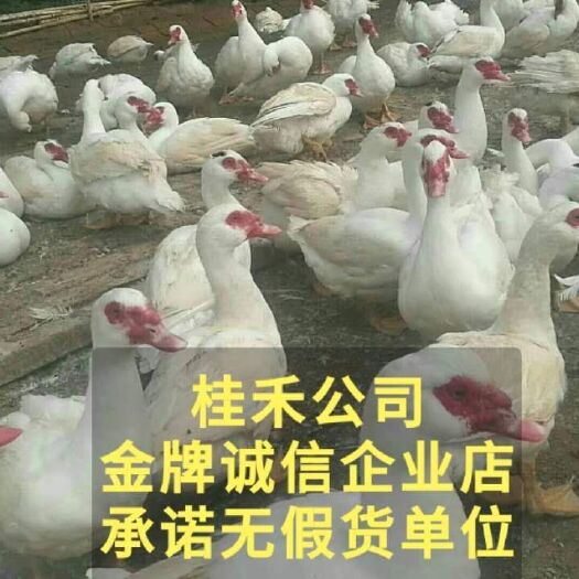 南宁 番鸭苗  大种巴巴里白羽番鸭苗