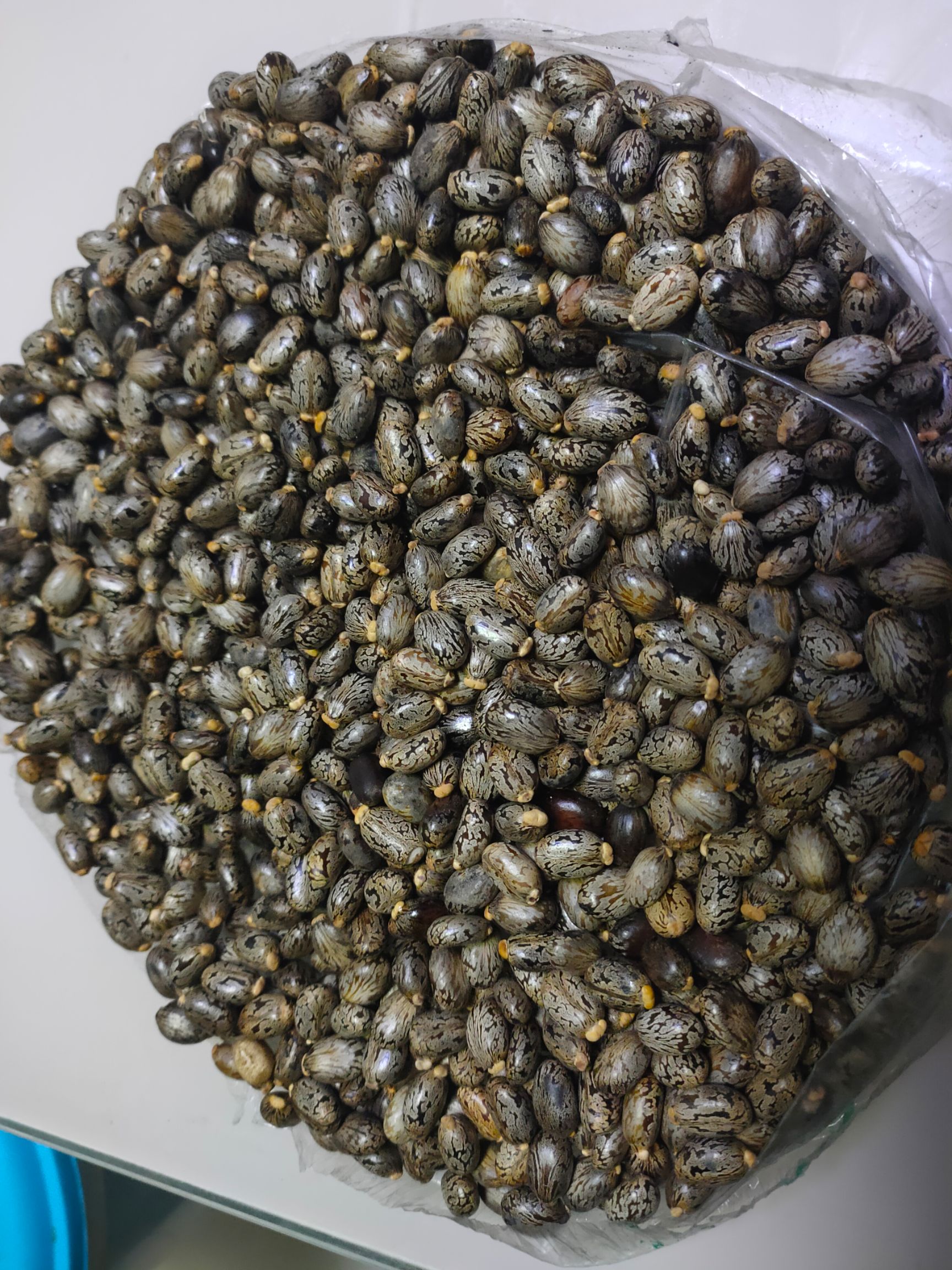  蓖麻種子，雜交一代，5個品種。