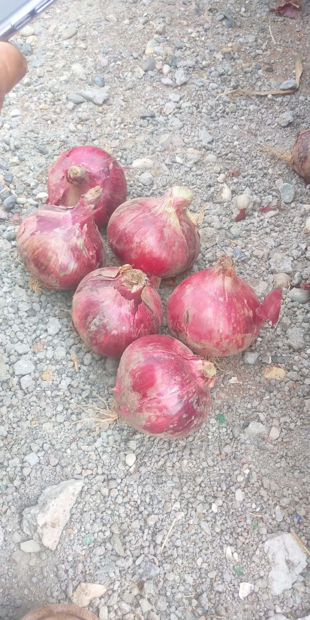 二红洋葱  精品红洋葱，各种规格，各种包装，分拣加工，常年供