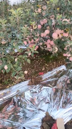 陕西红富士苹果现摘现发脆甜带箱十斤包邮一件代发