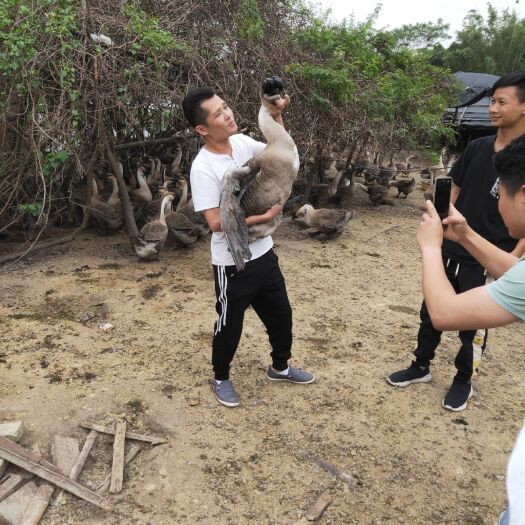 南宁大种狮头鹅 合浦狮头鹅苗包做疫苗品种保证。孵化厂直销