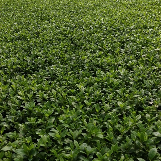 成都西洋杜鹃  13杯西洋鹃菜苗，青叶子，花苞，货源充足！